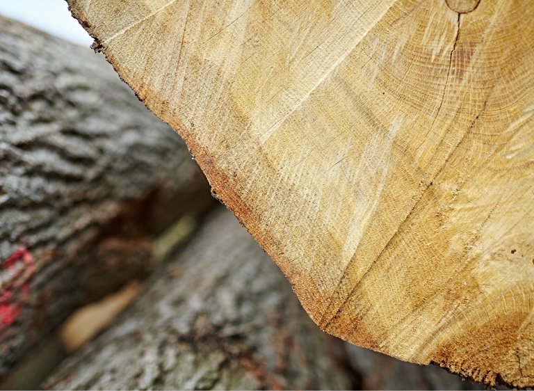 Close up cross-section of oak tree trunk