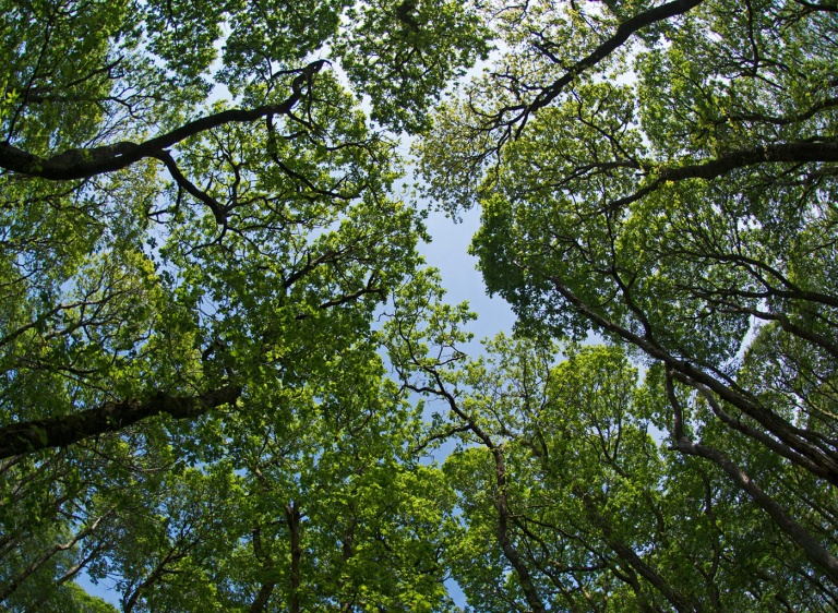 Tree Canopy